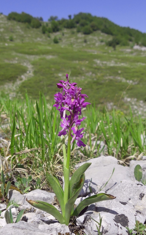 Il posto delle Orchis spitzelii (e non solo...)